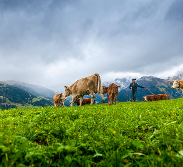 vacas caminando en alp con el agricultor - milk european alps agriculture mountain fotografías e imágenes de stock