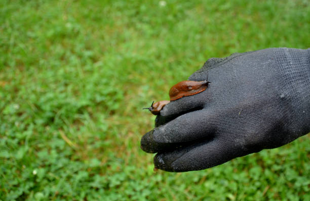 raccogliendo lumache spagnole arruggiginiti marroni da un orto dove la loro invasione danneggia le foglie. raccolta di specie invasive di secchio guantato - picking a fight foto e immagini stock