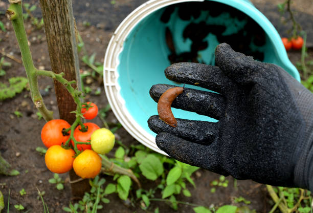 istock collecting brown rusty Spanish snails from a vegetable garden where their invasion damages the leaves. Collection of gloved bucket invasive species 1270585500