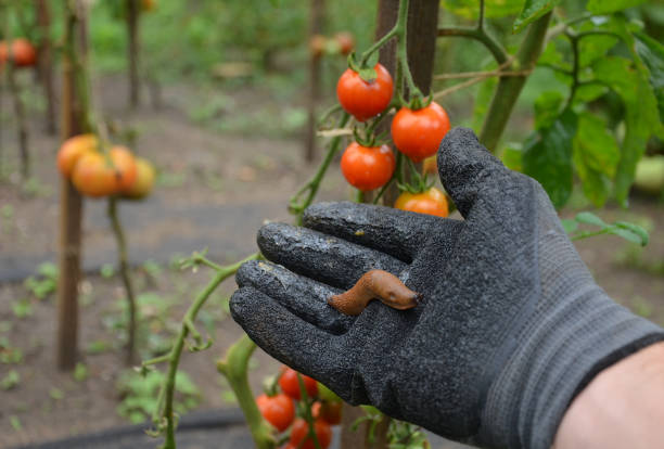 istock collecting brown rusty Spanish snails from a vegetable garden where their invasion damages the leaves. Collection of gloved bucket invasive species 1270586029