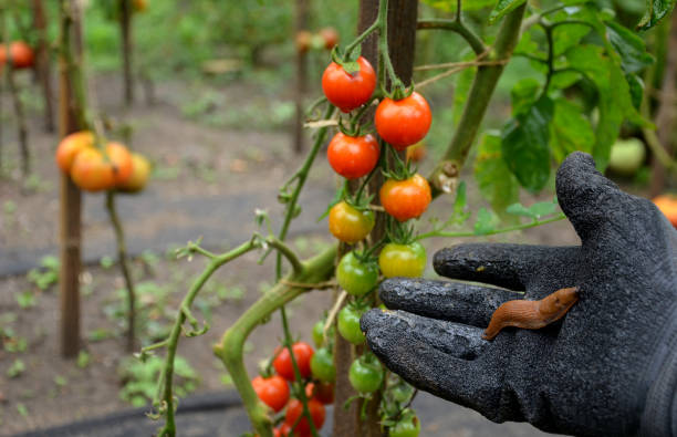 istock collecting brown rusty Spanish snails from a vegetable garden where their invasion damages the leaves. Collection of gloved bucket invasive species 1270586038