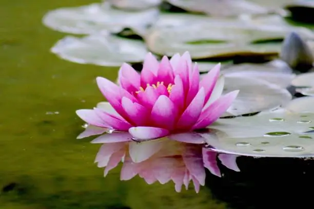 Pink colour lotus flower