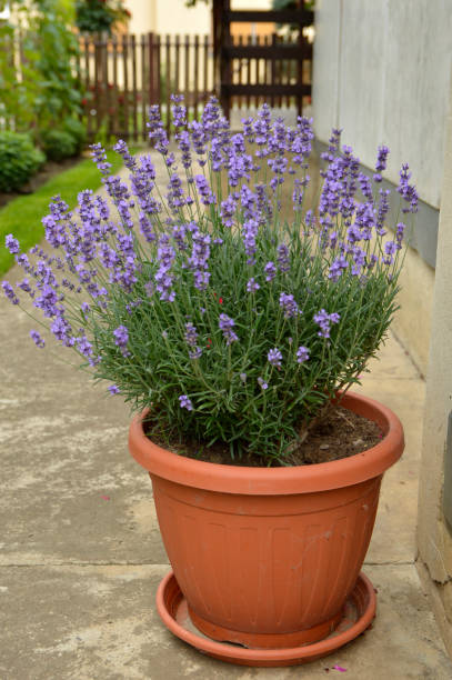 istock blooming lavender growing in the flower pot 1270587805