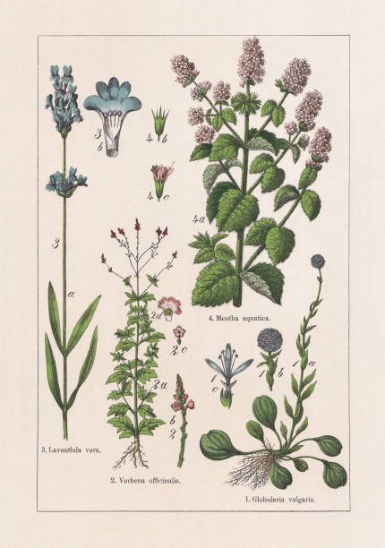 마그놀로이드, 아스테로이드, 크로몰리토그래프, 1895년에 출판 - white background plant flower herb stock illustrations