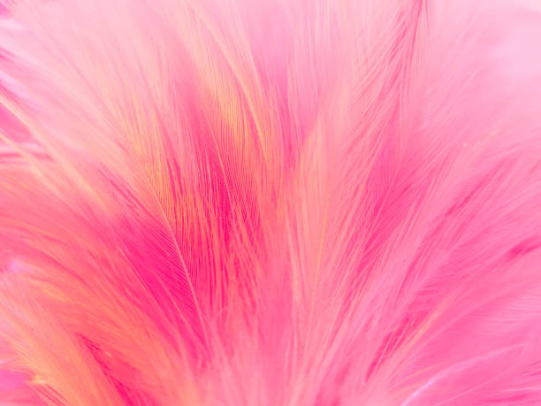 istock Beautiful abstract gray and pink feathers on white background,  white feather frame texture on pink pattern and pink background 1270589283