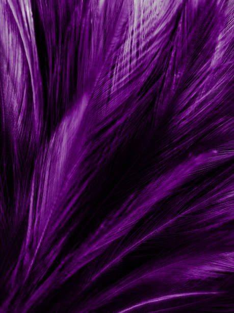 istock Beautiful abstract purple feathers on dark background, black feather texture on dark pattern and purple background, colorful feather wallpaper, love theme, valentines day 1270589303