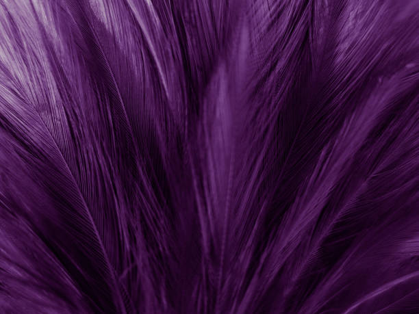 istock Beautiful abstract purple feathers on dark background, black feather texture on dark pattern and purple background, colorful feather wallpaper, love theme, valentines day 1270589312