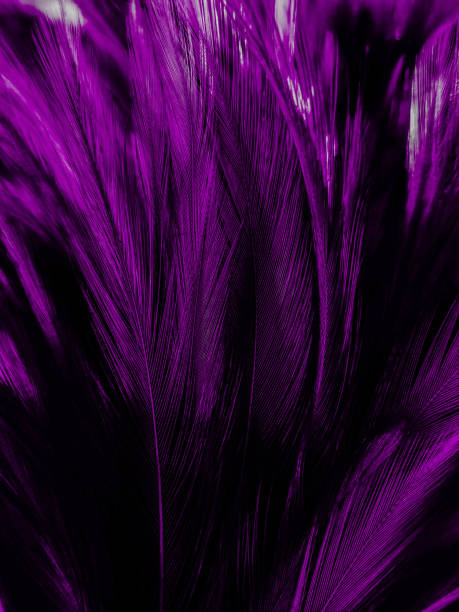 istock Beautiful abstract purple feathers on dark background, black feather texture on dark pattern and purple background, colorful feather wallpaper, love theme, valentines day 1270589328