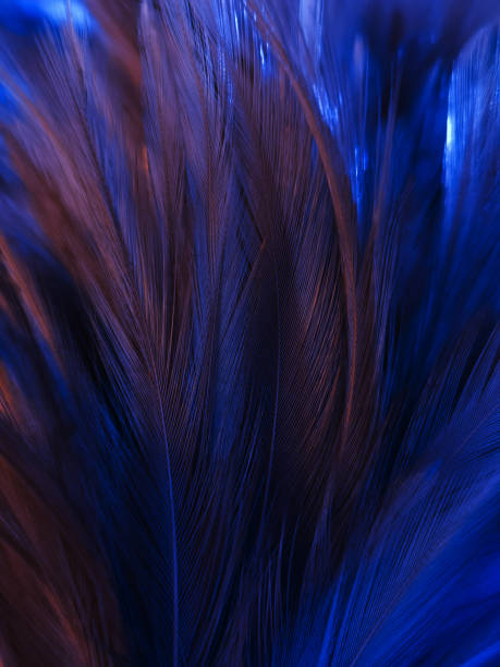 istock Beautiful abstract pastel purple and blue feathers on dark background, black feather frame texture on blue background, dark feather, black banners 1270589337