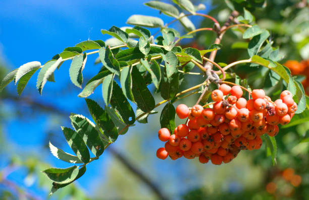 istock ashberry at dry sunny summer day 1270589393