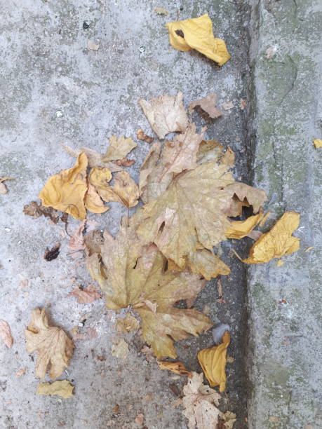 istock Yellowed leaves on the concrete floor 1270591864
