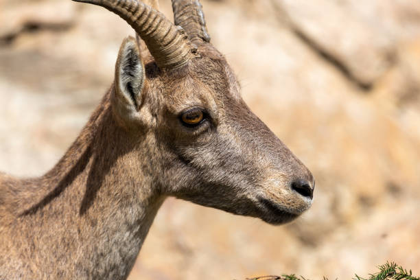 istock close up ibex portrayed in nature 1270591891
