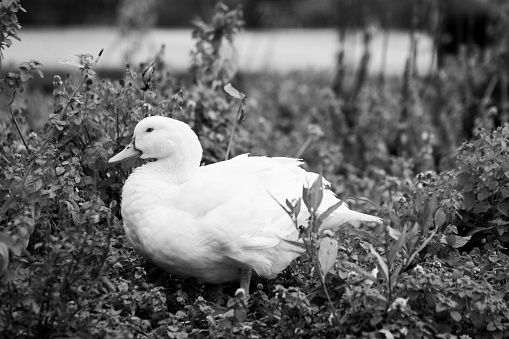 White duck black and white photography bird