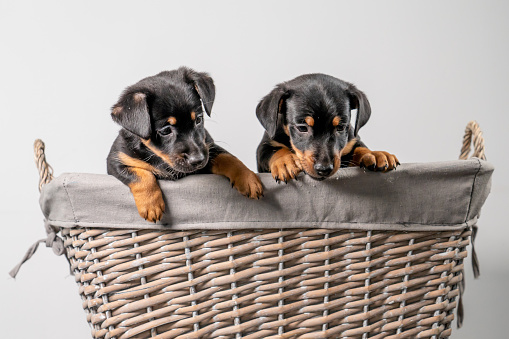 A portrait of two adorable Jack Russel Terrier puppys, in a wicker basket, isolated on a white background.