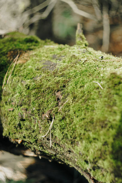 istock Green moss on the bark of a tree close up 1270593871