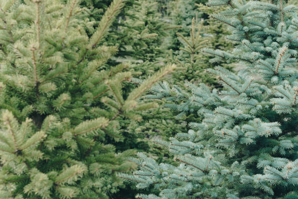 istock Small green fir trees in the Park close up 1270594582