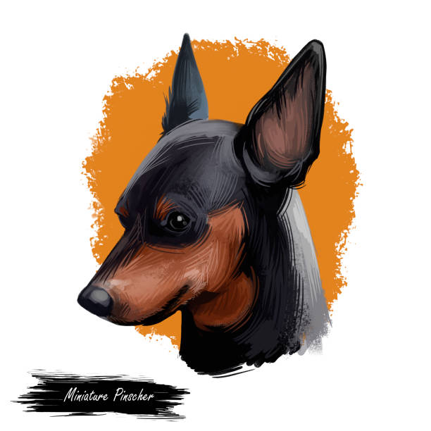 ミニチュアピンシャー、ドイツの犬はデジタルアートイラストを繁殖。イヌのプロフィール肖像画はドイツで始まりました。ミンピンハウンド、長い耳を持つ動物のツヴェルガンシャータイ� - pin head点のイラスト素材／クリップアート素材／マンガ素材／アイコン素材