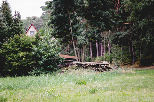 The roof of a house peeks in the forest of Brandenburg, close to it is cut wood