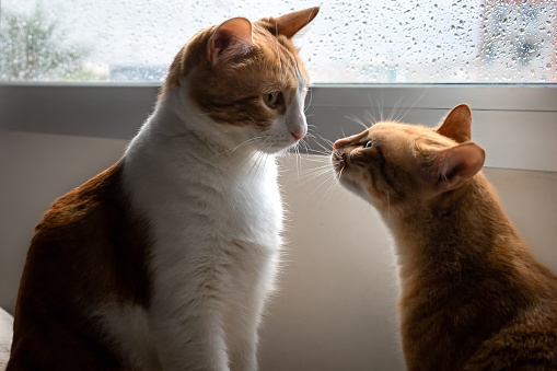 dos gatos marrones domésticos se huelen el uno al otro photo