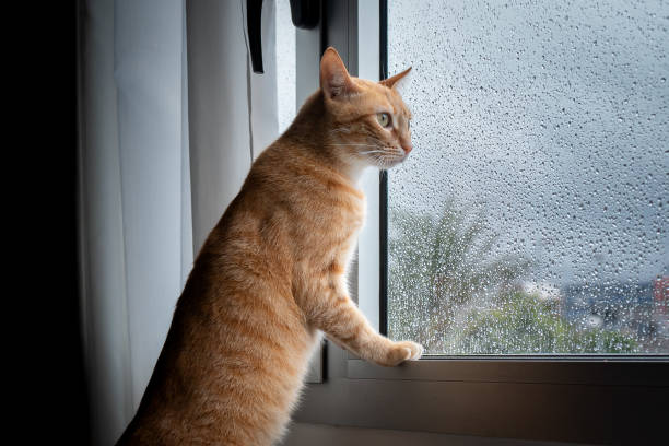 istock brown tabby cat standing on its hind legs looks out from the window 1270596791