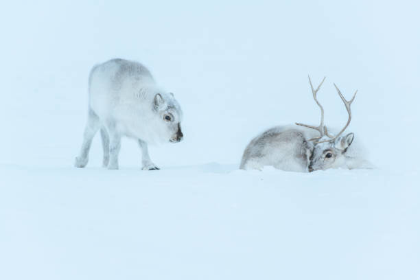 Reindeer family in the winter Svalbard. stock photo