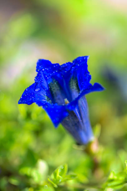 Gentiana clusii, also know as Clusius gentian or flower of the s Gentiana clusii, also know as Clusius gentian or flower of the sweet-lady. Blue flower with water drops in close-up view on blurred background. enzian stock pictures, royalty-free photos & images