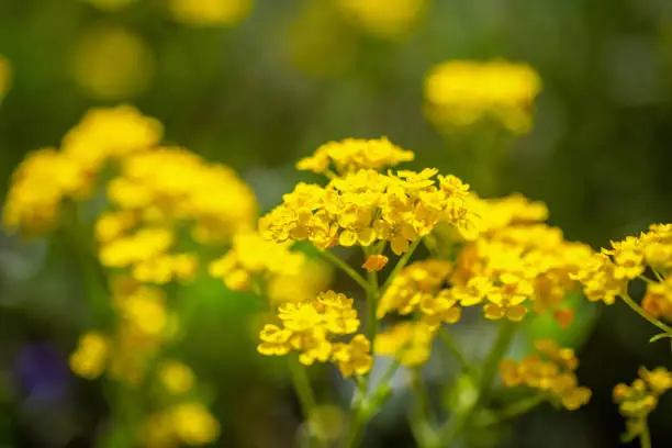 Alyssum montanum, yellow flowers in close-up view on blurred background.