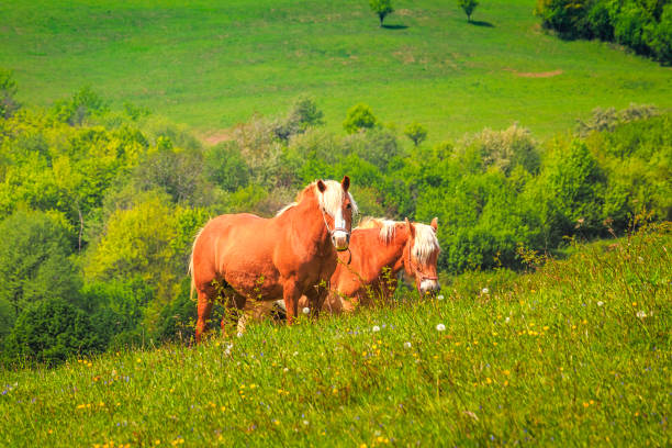 istock Horses on green meadow in rural landscape. 1270598519
