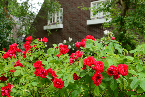 Ornamental garde: Blooming red roses in front of a Facade.Hedge of blooming red roses.
