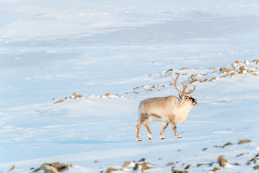 Reindeer on a Svalbard in winter fur, Spizbergen, Arctic Ocean