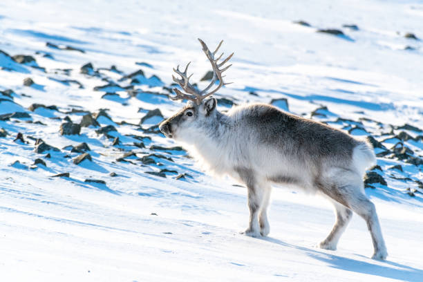 Reindeer on a Swalbard in winter fur stock photo