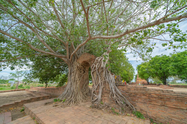 Old ruins of a temple in Phra Nakhon Si Ayutthaya province near Bangkok, Thailand. An old buddha statue in ancient temple. Famous tourist attraction landmark. History of Thai architecture. antiguas ruinas de un templo en la provincia de phra nakhon si ayutthaya, cerca de bangkok, tailandia. una antigua estatua de buda en el antiguo templo. famoso punto de referencia de la atracción turística. historia de la arquitectura tailandesa.