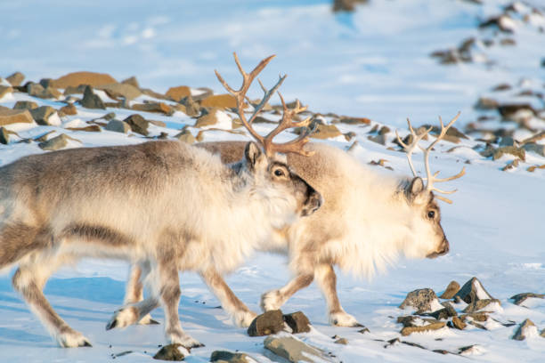 Reindeers on a Svalbard in winter fur stock photo