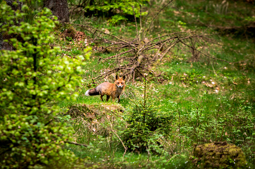 A fox in the big forest