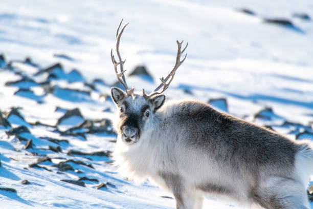 Reindeer on a Swalbard in winter fur stock photo