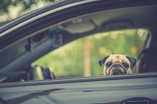 Family Outing in Car and taking an excited but calm Pug Dog with them. Travel with family pets owner after Global pandemic COVID-19