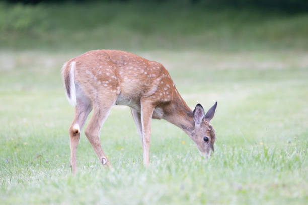 istock Deer on the Lawn 1270600575