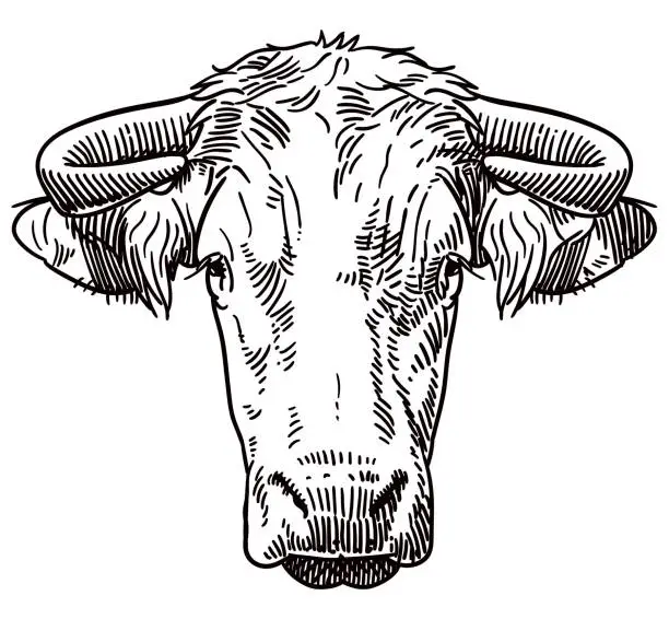 Vector illustration of Head of a bull