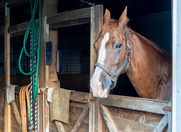 mustang horse in the barn - horse stall stable horse barn imagens e fotografias de stock