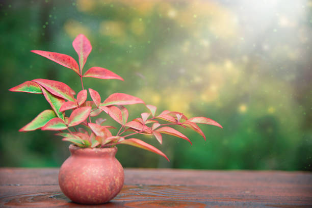 green leafs on flowerpot with isolation on white