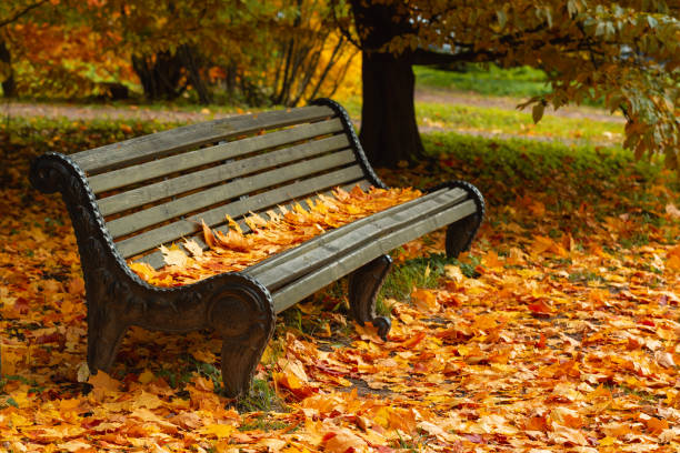 istock Park bench strewn with autumn yellow maple leaves 1270602746