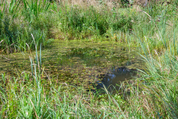 istock Small city pond with green duckweed 1270602793