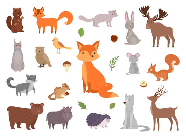 ilustraciones, imágenes clip art, dibujos animados e iconos de stock de animales salvajes lindos. vector animales del bosque colección zorro oso búho imágenes vectoriales - ratón animal