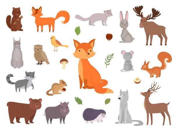 Cute Wild Animals Vector Forest Animals Collection Fox Bear Owl Vector  Pictures Set Stock Illustration - Download Image Now - iStock