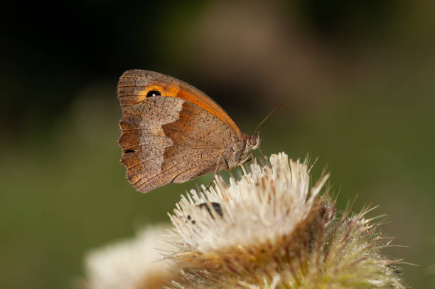 istock Meadow brown (Maniola yurtina) big ox-eyed moth 1270606906