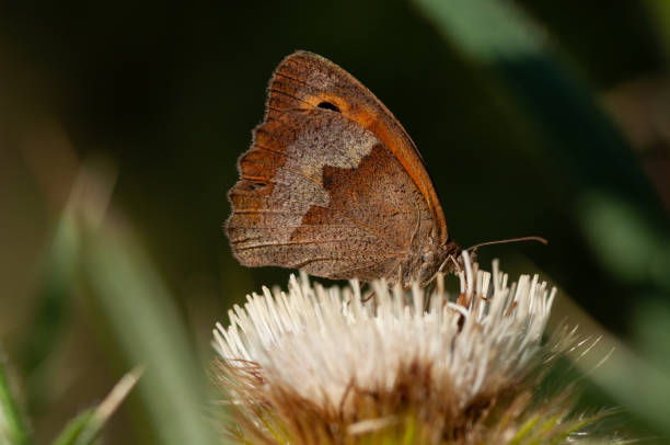 istock Meadow brown (Maniola yurtina) big ox-eyed moth 1270606929