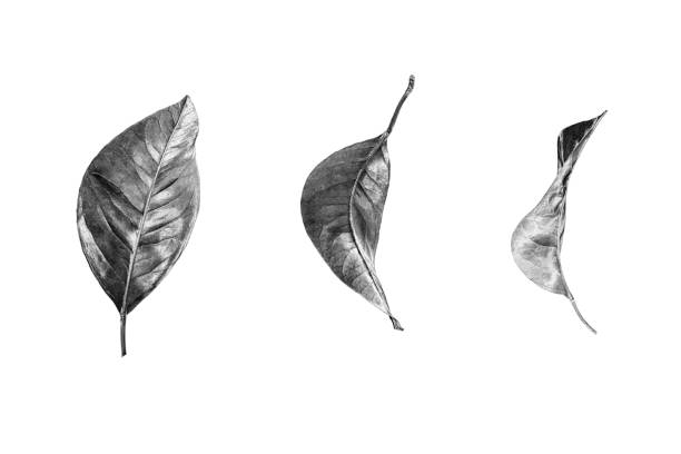 leaves skeletons isolated on white background