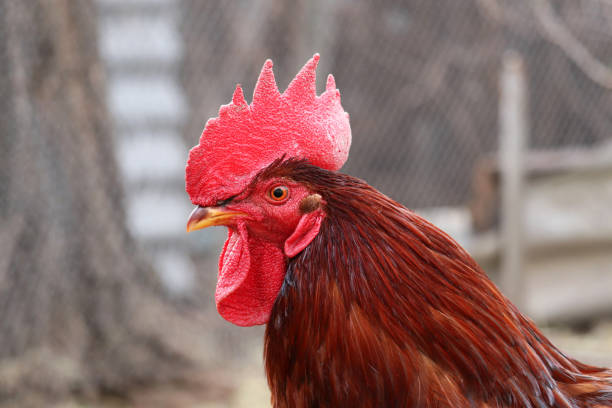 istock Rooster close up, poultry farm concept 1270608241