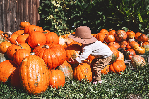 Child picking pumpkins at pumpkin patch. Cute little child dressed like a farmer playing among squash at farm market. Thanksgiving holiday season and Halloween. Family autumn background.