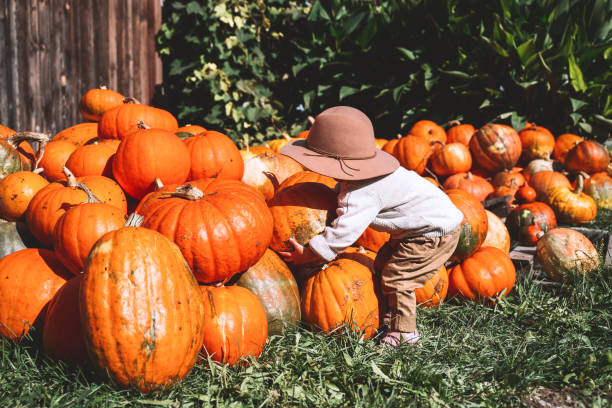 child picking pumpkins at pumpkin patch. cute little child dressed like a farmer playing among squash at farm market. - pumpkin patch imagens e fotografias de stock